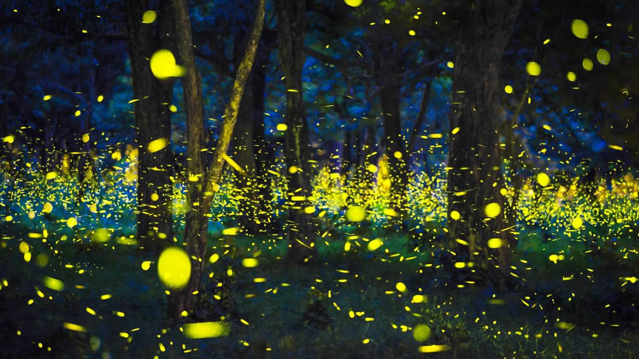 JS Tutorial - Fireflies